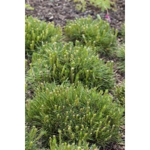 Kompakte, grüne Bergkiefer Pinus Mugo Mughus (15–20 cm) im Gartenbeet.