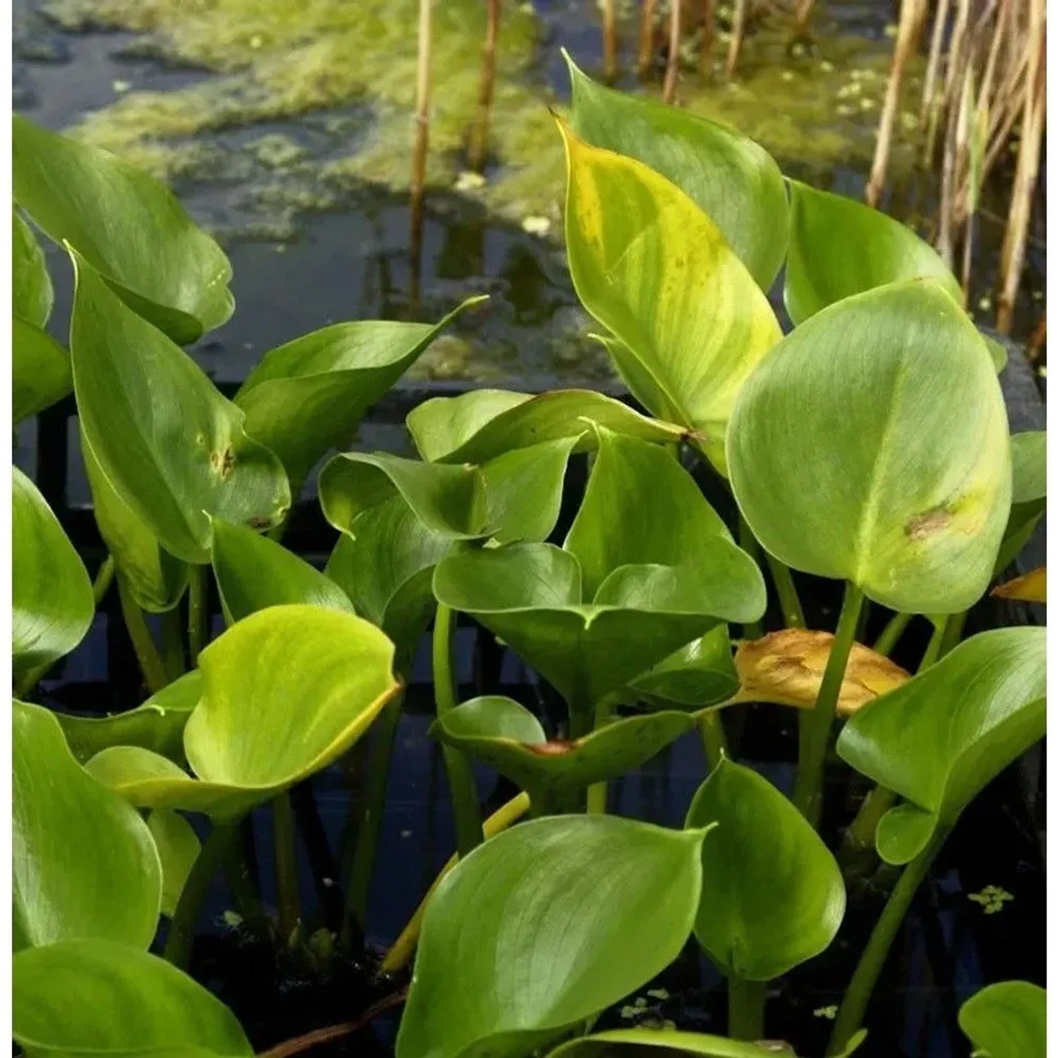 Sumpfcalla - Calla palustris_2