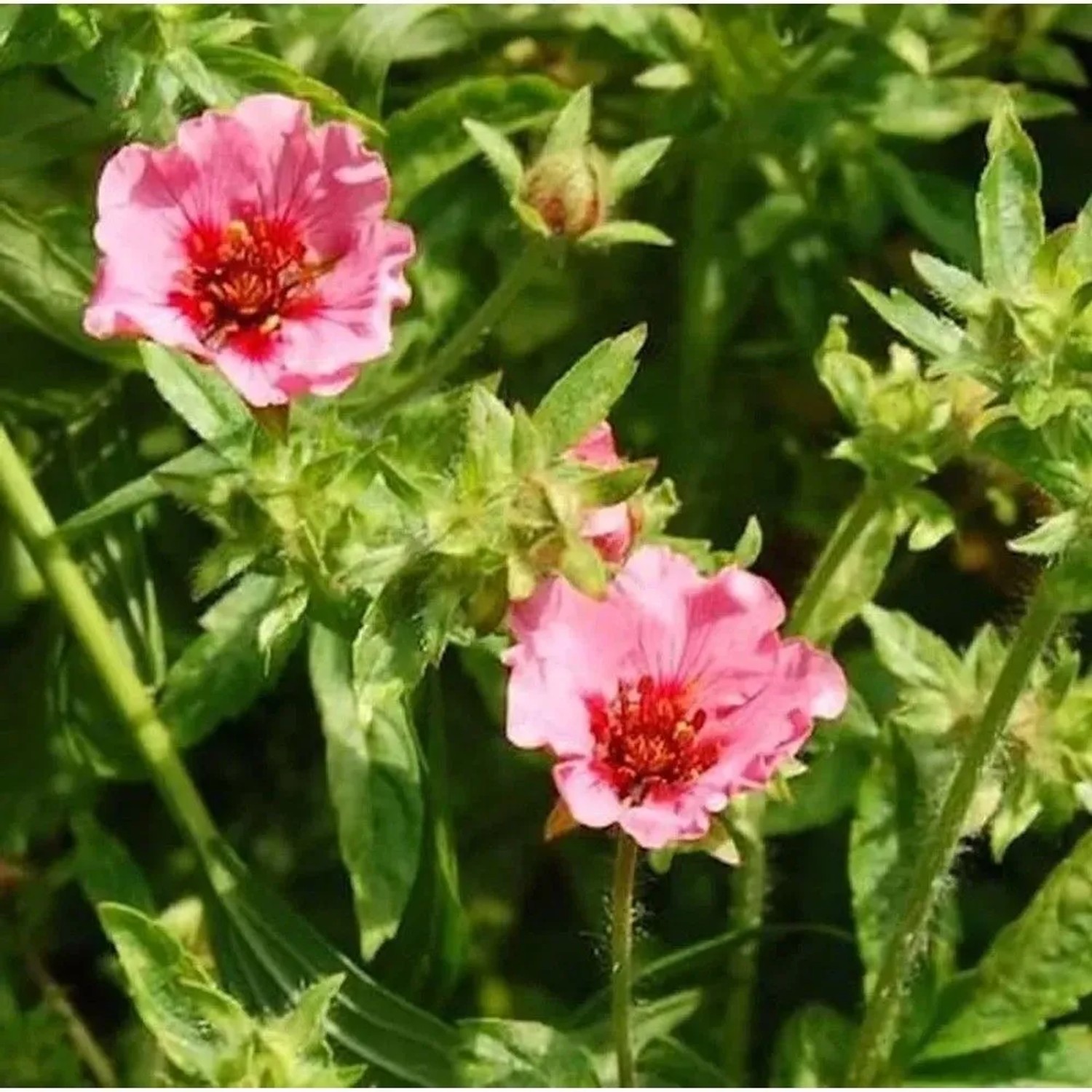 Fingerkraut Miss Helen Jane - Potentilla nepalensis