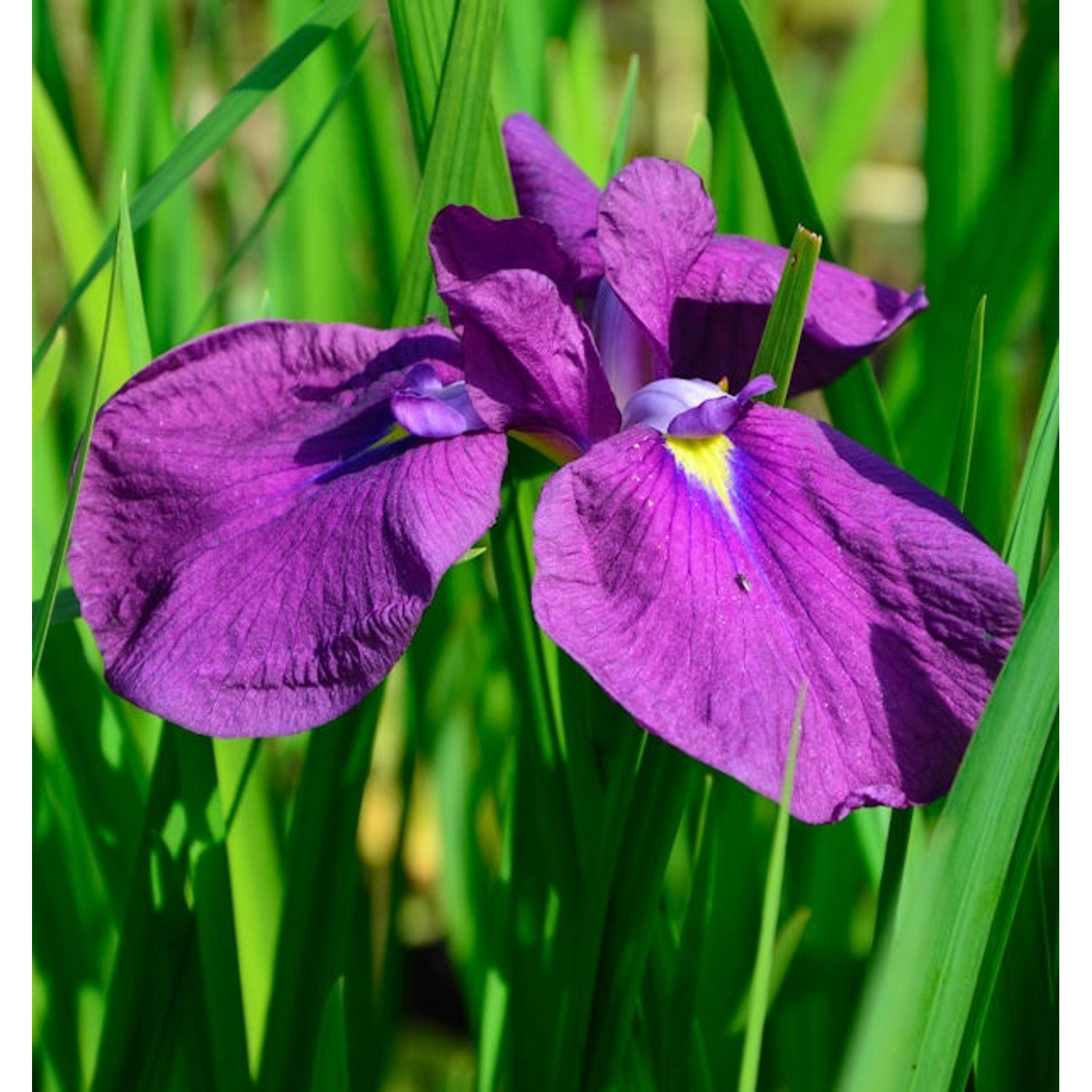 Japanische Sumpf Schwertlilie Amethyst - Iris ensata günstig online kaufen