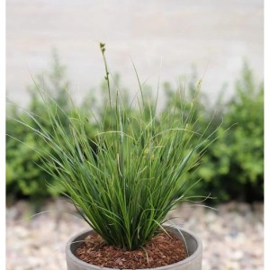 Neuseeland Segge (Carex testacea) im Topf, grüne Zierpflanze für Garten und Balkon.
