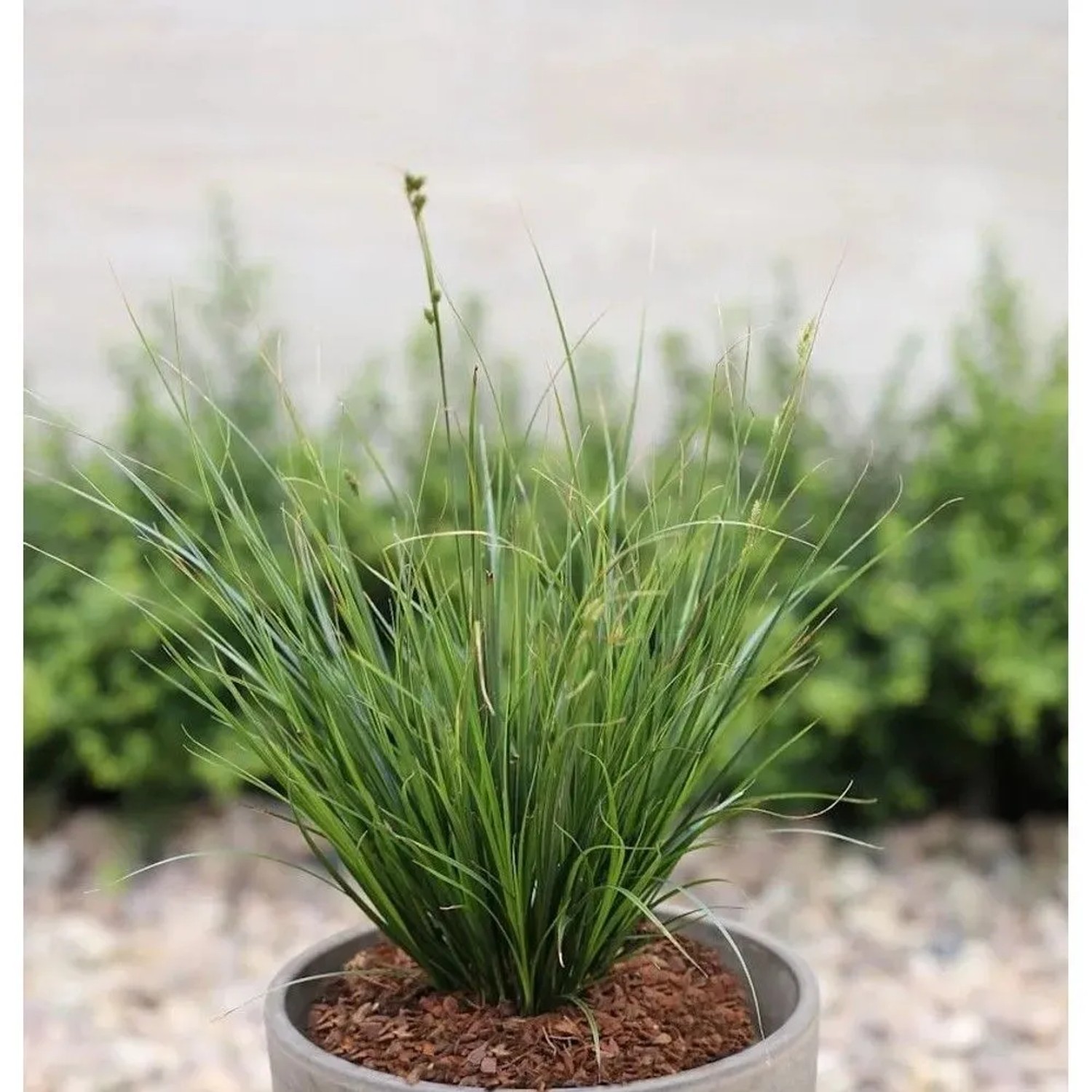Neuseeland Segge - Carex testacea