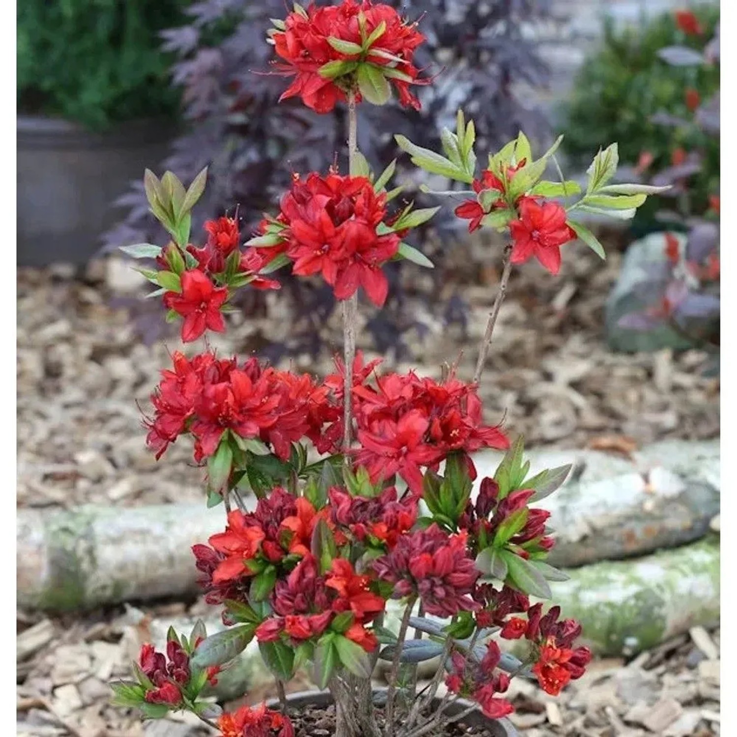 Azalee Nabucco 50-60cm - Rhododendron,uteum - Alpenrose