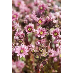 Nahaufnahme der Spinnweb-Hauswurz (Sempervivum arachnoideum) mit rosa Blüten im Topf.