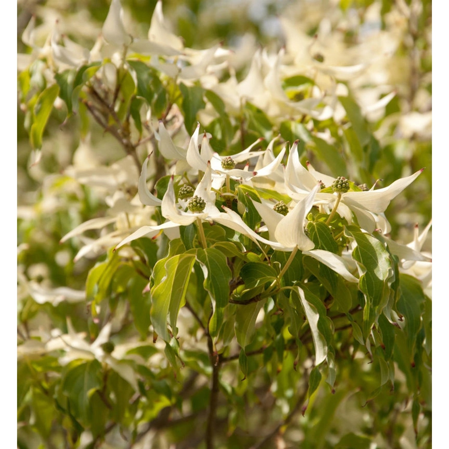 Japanischer Blumenhartriegel Couronne 100-125cm - Cornus kousa günstig online kaufen