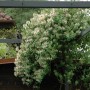 Blühende Lonicera Caprifolium Jelängerjelieber Kletterpflanze an einer Pergola.