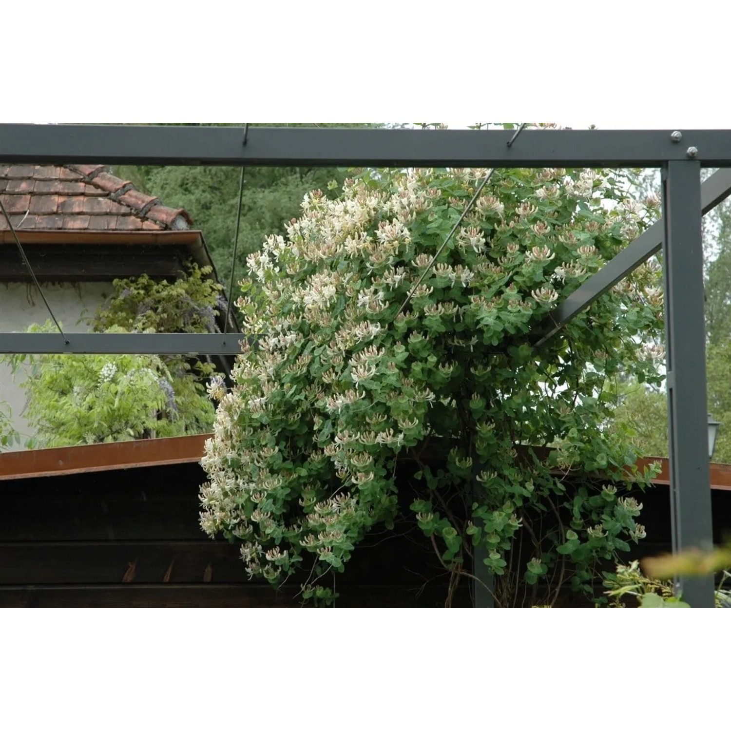 Blühende Lonicera Caprifolium Jelängerjelieber Kletterpflanze an einer Pergola.