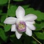 Nahaufnahme einer weißen Scheinanemone (Anemonopsis macrophylla) mit violettem Zentrum.