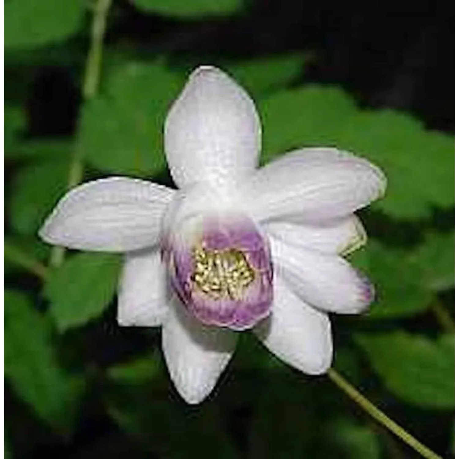 Scheinanemone - Anemonopsis macrophylla