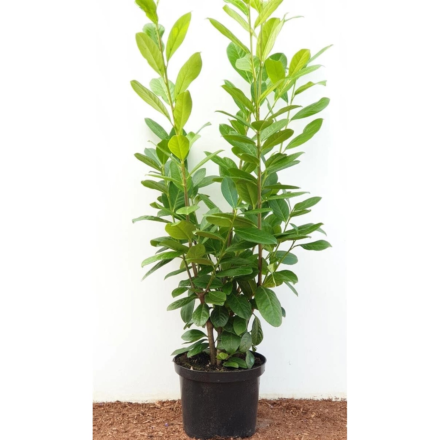 Prunus laurocerasus 'Novita' 80-100 cm günstig online kaufen