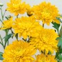 Nahaufnahme der leuchtend gelben Blüten der Gartenchrysantheme 'Bienchen' im Topf.