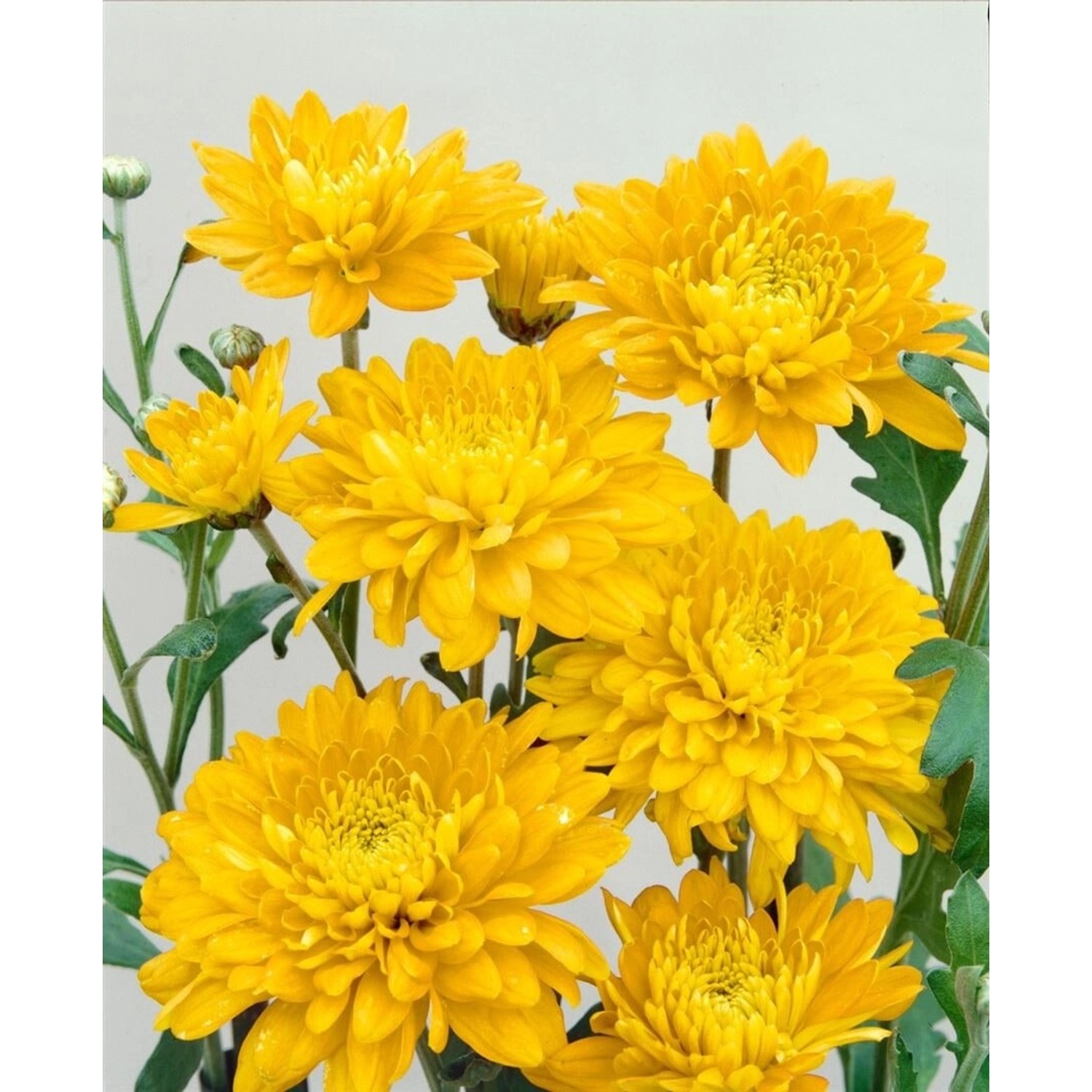 Chrysanthemum X Hort. Bienchen Gartenchrysantheme Ca. 9x9 cm Topf günstig online kaufen