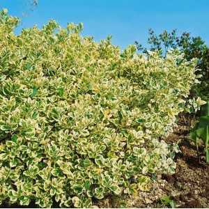 Immergrüne Heckenpflanze: Euonymus japonicus 'President Gauthier' mit weiß-grünen Blättern.