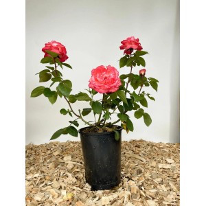 Baumfink Edelrose Aachener Dom im Topf mit lachsrosa Blüten.