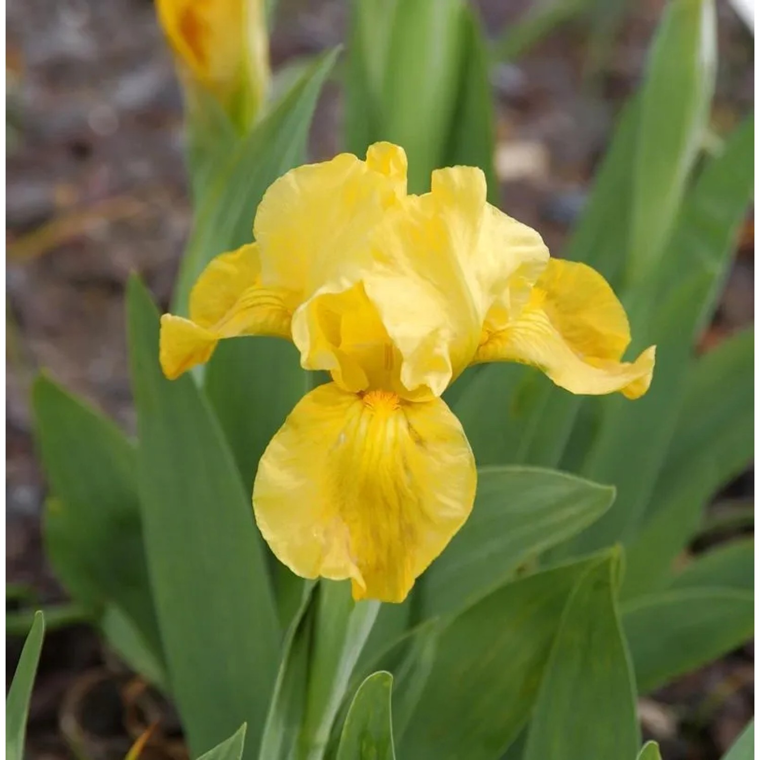 Louisiana-Iris - Iris,ouisiana