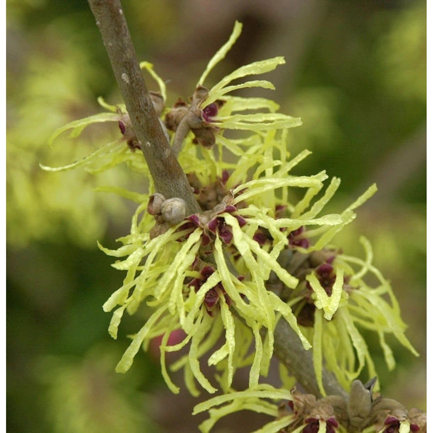 Lichtmess Zaubernuß Pallida 60-80cm - Hamamelis intermedia günstig online kaufen