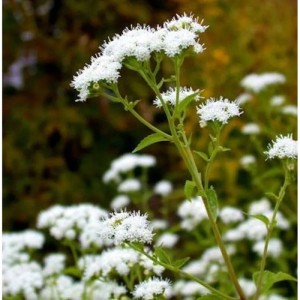 Blühender Kleiner Wasserdost (Eupatorium rugosum) im Garten, weiße Blüten.