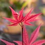 Nahaufnahme des leuchtend roten Japanischen Ahorns 'Beni-Otake', Hausbaum mit filigranen Blättern.