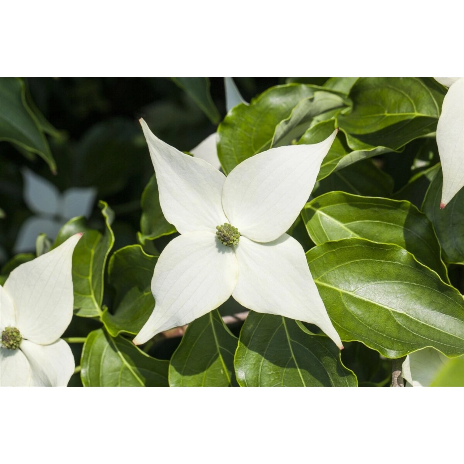 Cornus Kousa Milky Way Japanischer Blumen-Hartriegel 40–60 cm günstig online kaufen