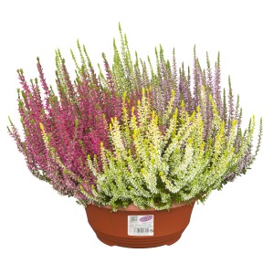 Knospenheide 'Quattro' im Topf (Ø 23cm) mit vier verschiedenen Farben.