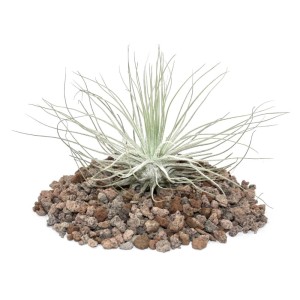 Exotenherz Tillandsia Magnusiana auf Lavasteinen, eine dekorative, lose Pflanze für Innenräume.
