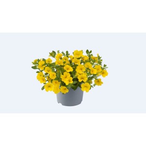 Gelbes Zauberglöckchen (Calibrachoa) im Topf, torffrei.
