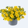 Gelbes Zauberglöckchen (Calibrachoa) im Topf, torffrei.