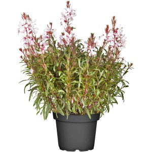 Garten-Prachtkerze im Topf, rosa-weiße Blüten, grüne Blätter. GROW by OBI Gaura.