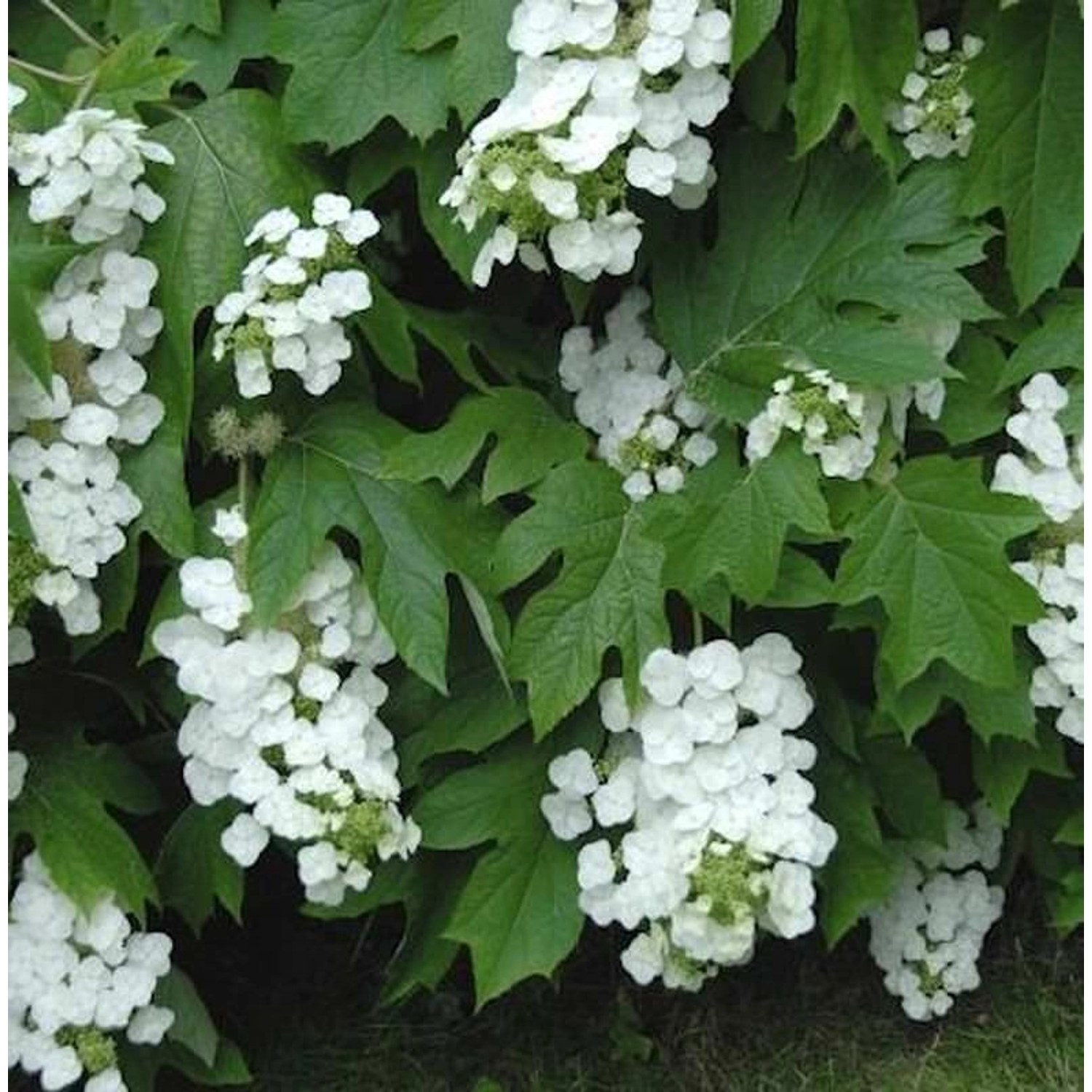 Eichenblättrige Hortensie Snowflake 40-60cm - Hydrangea quercifolia günstig online kaufen