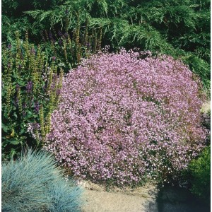 Rosa Rosenschleier Schleierkraut (Gypsophila repens) als Bodendecker im Garten.