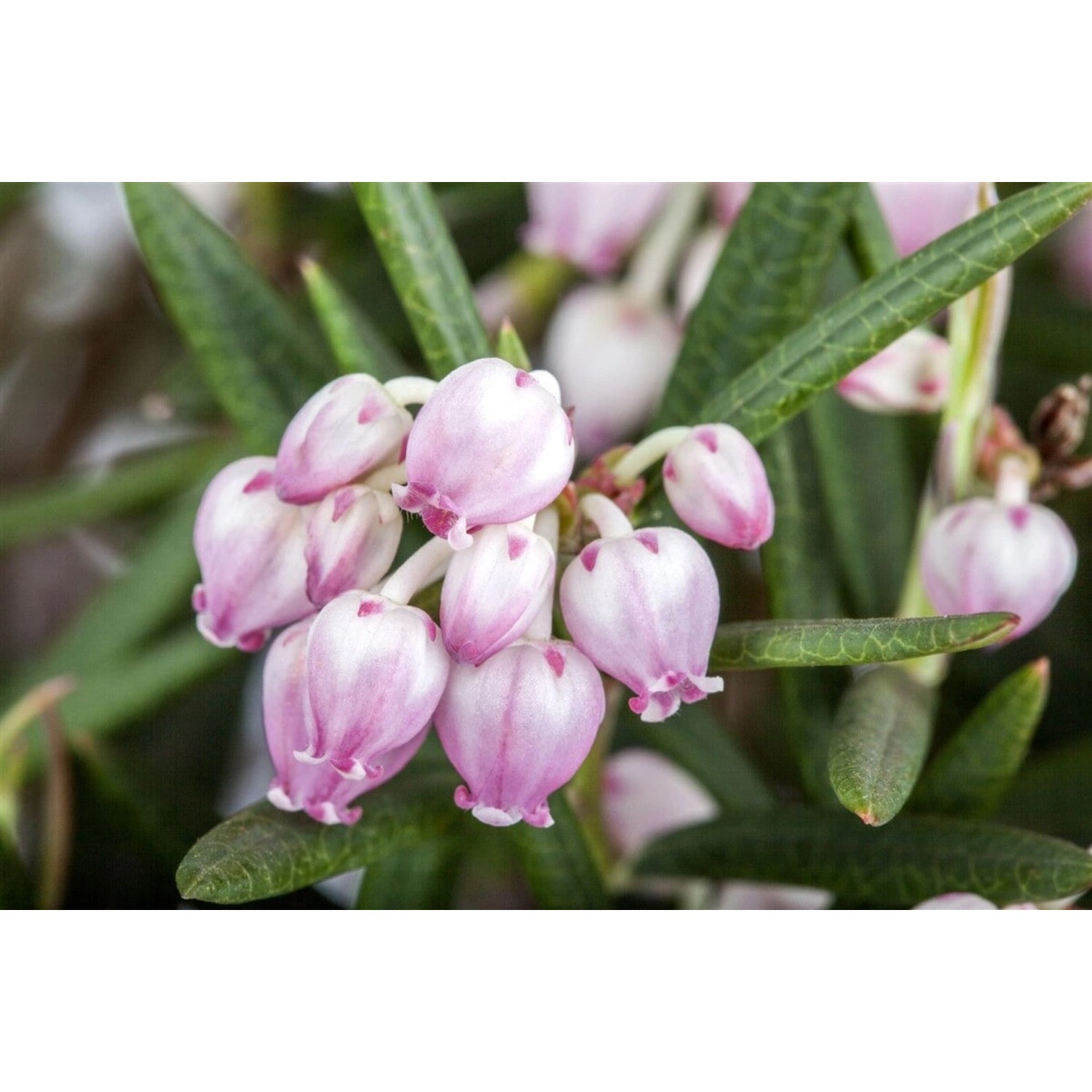 Andromeda Polifolia Rosmarinheide Rosa Blüten 15–20 cm günstig online kaufen