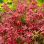 Acer Palmatum Deshojo, Japanischer Ahorn mit leuchtend roten Blättern.