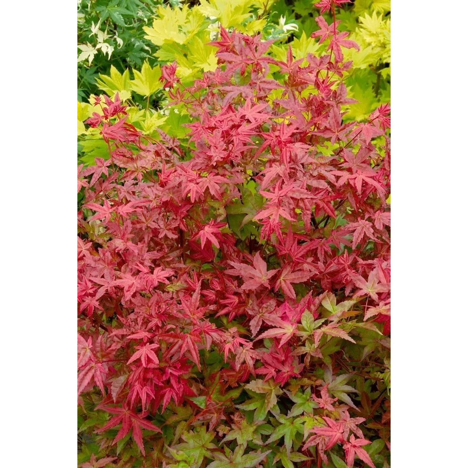 Acer Palmatum Deshojo, Japanischer Ahorn mit leuchtend roten Blättern.