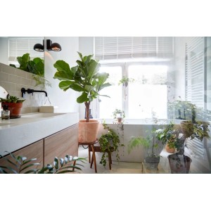 Geigenfeige (Ficus lyrata) im Topf, ca. 65-75 cm hoch. Zimmerpflanze mit großen, grünen Blättern.