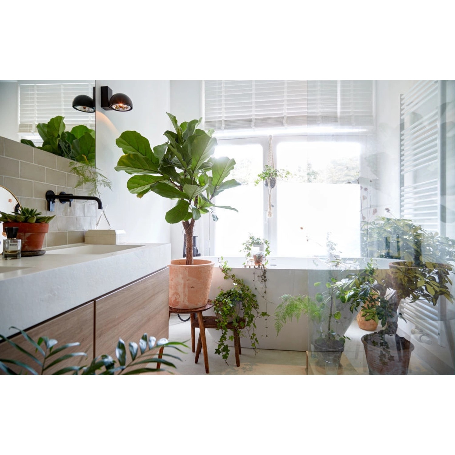 Geigenfeige Höhe ca. 65 - 75 cm Topf-Ø ca. 17 cm Ficus lyrata_3