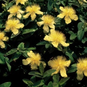 Bodendecker Kelchiges Johanniskraut mit gelben Blüten im 9cm Topf (60er Set).
