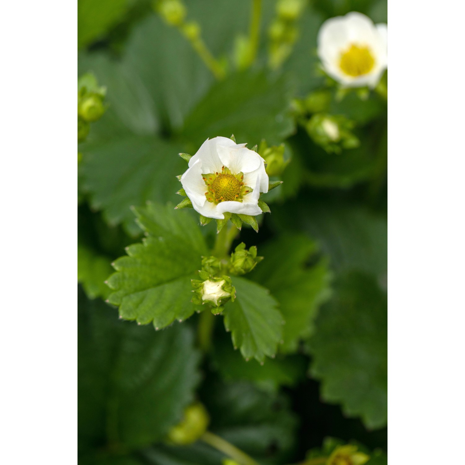 Blühende Erdbeerpflanze Senga Sengana im 10er-Tray mit weißen Blüten und grünen Blättern.