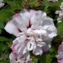 Nahaufnahme einer weißen Garteneibisch Starburst Chiffon Blüte mit rosa Rand.