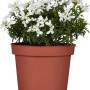 Garten-Schleifenblume Weiß im Topf, Iberis sempervirens, für Steingärten.
