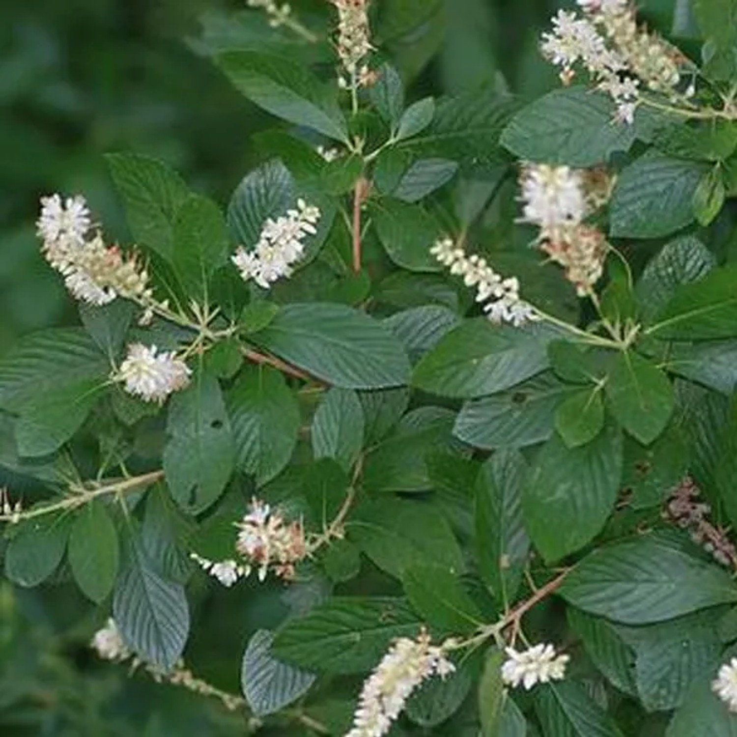 Clethra alnifolia 50 bis 60 cm im Container Duftende Blüten