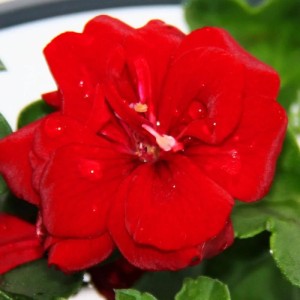 Nahaufnahme einer dunkelroten Exotenherz Geranie (Pelargonium peltatum) im 12cm Topf.