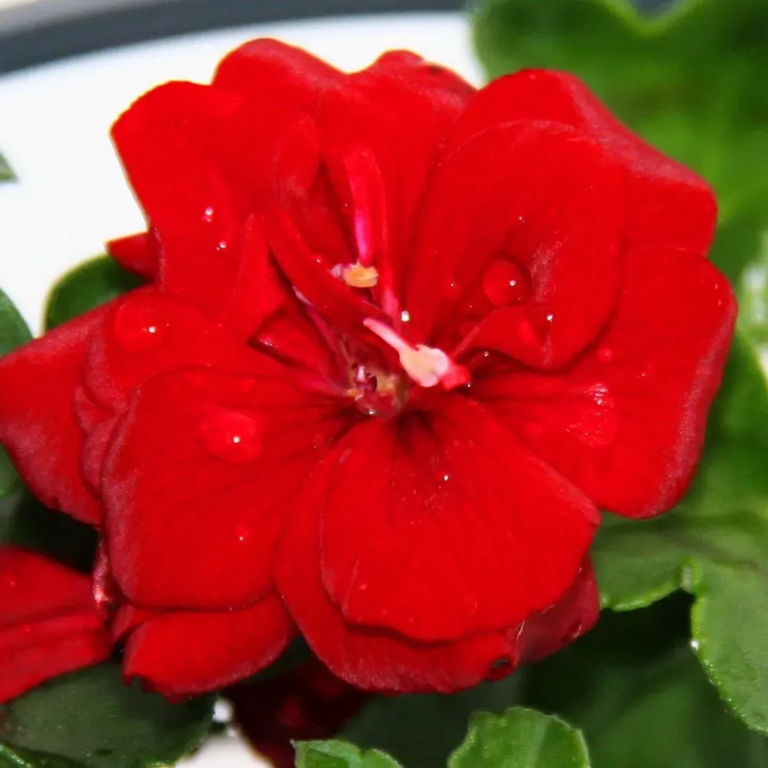 Nahaufnahme einer dunkelroten Exotenherz Geranie (Pelargonium peltatum) im 12cm Topf.