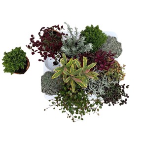 Micro Mix Tontopf, verschiedene Mini-Zierpflanzen im Set, Topfgröße ca. 7 cm.