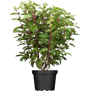 Rispenhortensie Confetti im Topf, ca. 60-80 cm hoch, grüne Blätter, rote Stiele.