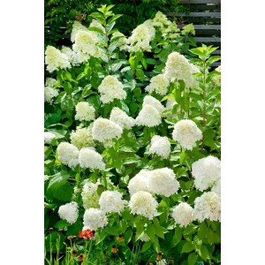 Schneeballhortensie Hydrangea Arborescens mit üppigen, weißen Blüten im Garten.