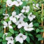 Blühende Clematis Viticella Alba Luxurians mit weißen Blüten und grünen Blättern.