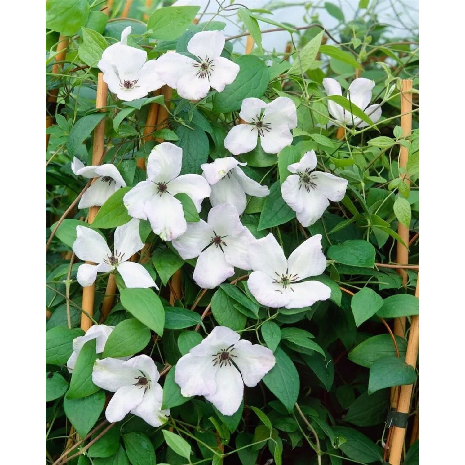 Blühende Clematis Viticella Alba Luxurians mit weißen Blüten und grünen Blättern.