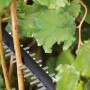 Bosch UniversalHedgeCut 60 Elektro-Heckenschere im Einsatz beim Schneiden von Ästen.