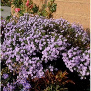 Sommeraster Kylie (Aster amellus) mit helllila Blüten im Gartenbeet.