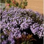 Sommeraster Kylie (Aster amellus) mit helllila Blüten im Gartenbeet.